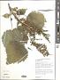 Iva xanthifolia Nutt.