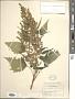 Iva xanthifolia Nutt.