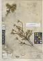 Jacquinia stenophylla Urb.