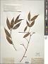 Jasminum laurifolium Roxb.