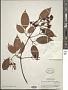 Jasminum paniculatum Roxb.