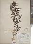Jasminum sp.
