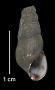 Juga plicifera