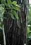 Juglans jamaicensis C. DC.