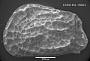 Jugosocythereis parva