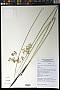 Juncus effusus L.