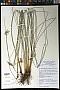 Juncus effusus L.