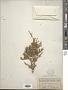 Juniperus scopulorum Sarg.