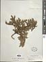 Juniperus taxifolia Hook. & Arn.