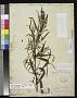 Jussiaea oocarpa C. Wright in Griseb.
