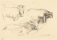 Kühe (Cows)