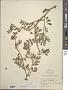Kallstroemia maxima (L.) Hook. & Arn.
