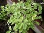 Kanaloa kahoolawensis Lorence & K.R. Wood