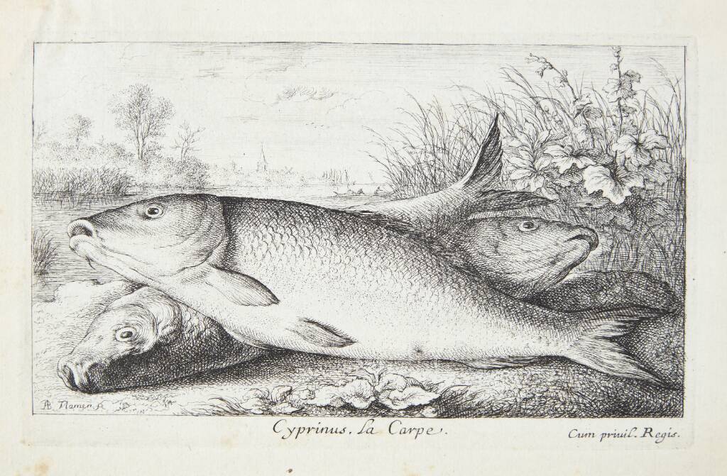 Karpen (Cyprinus)