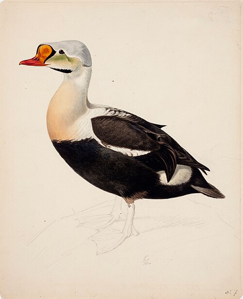 King Eider ; unfinished