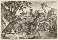 Kingfisher and Grey Heron