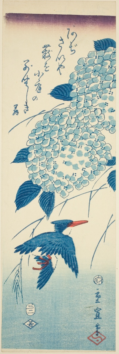 Kingfisher and hydrangea