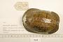 Kinosternon abaxillare