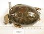 Kinosternon subrubrum hippocrepis
