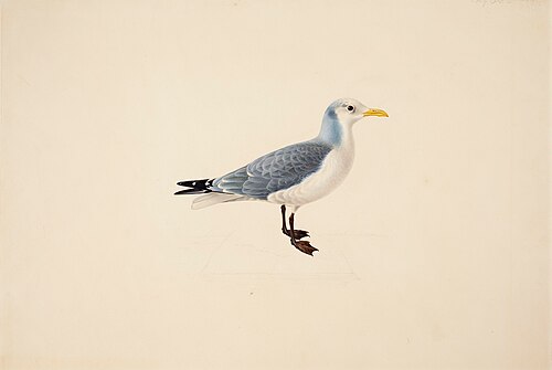 Kittiwake