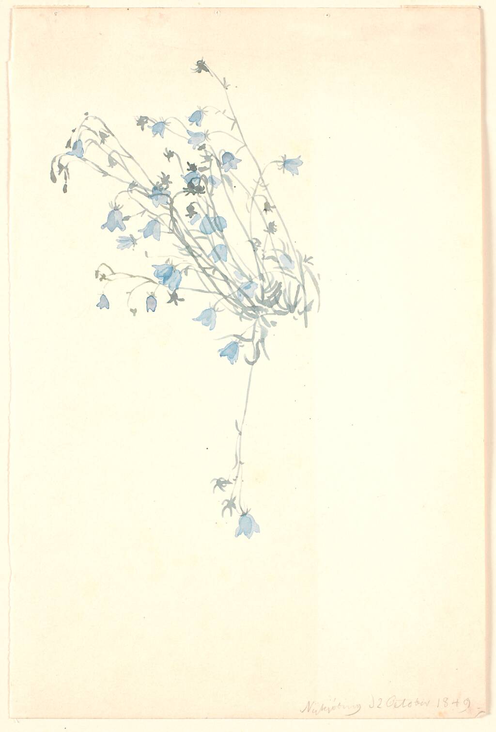 Klokkeblomster.