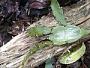Korthalsella latissima (Tiegh.) Danser