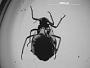 Lachnus occidentalis