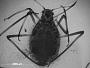 Lachnus similis