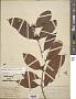 Lacmellea utilis (Arn.) Markgr.