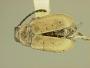 Lactica eleutherae