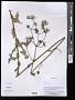 Lactuca dissecta D. Don