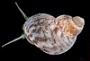 Lacuna variegata