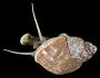 Lacuna vincta