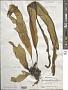 Laminaria ephemera Setch.