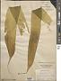 Laminaria ephemera Setch.