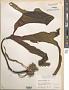 Laminaria setchellii
