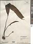 Laminaria sinclairii