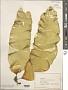 Laminaria sp.