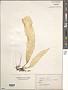 Laminaria sp.