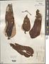Laminaria sp.