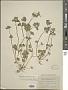 Lamium amplexicaule L.