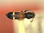 Lamproclytus elegans