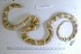 Lampropeltis californiae
