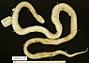 Lampropeltis getula conjuncta
