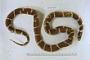 Lampropeltis getula conjuncta
