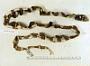 Lampropeltis getula conjuncta