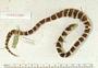Lampropeltis getula conjuncta