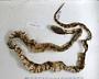 Lampropeltis getula splendida