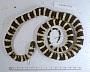 Lampropeltis zonata multicincta