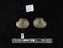 Lampsilis cardium